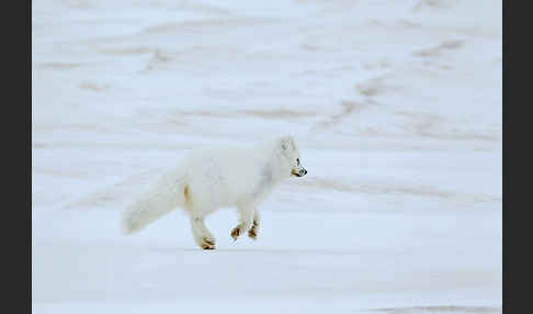 Polarfuchs (Vulpes lagopus)