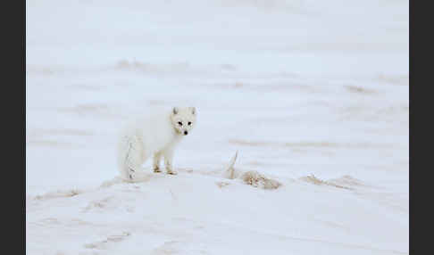 Polarfuchs (Vulpes lagopus)