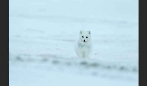 Polarfuchs (Vulpes lagopus)