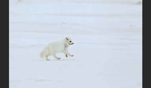 Polarfuchs (Vulpes lagopus)