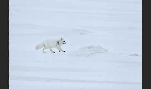 Polarfuchs (Vulpes lagopus)