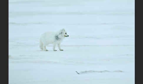 Polarfuchs (Vulpes lagopus)