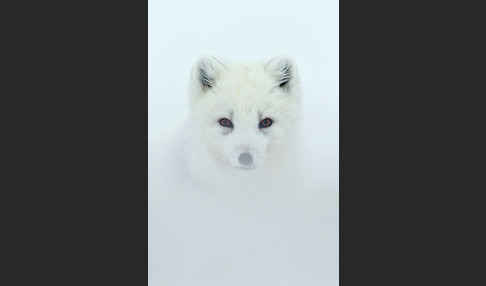 Polarfuchs (Vulpes lagopus)