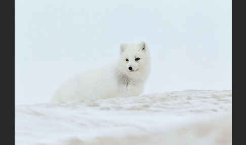 Polarfuchs (Vulpes lagopus)