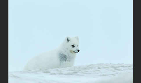 Polarfuchs (Vulpes lagopus)