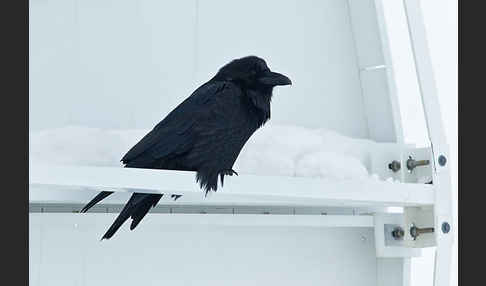 Kolkrabe (Corvus corax)