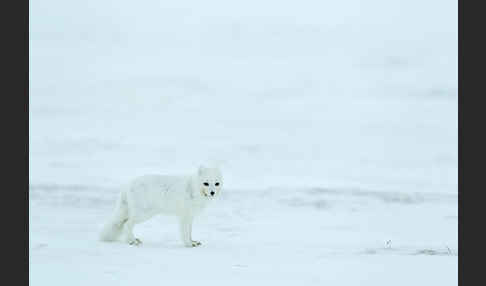 Polarfuchs (Vulpes lagopus)