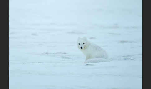 Polarfuchs (Vulpes lagopus)