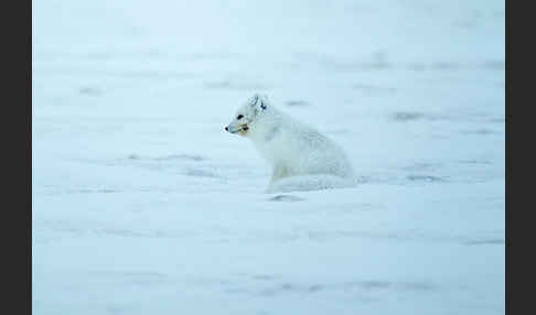 Polarfuchs (Vulpes lagopus)