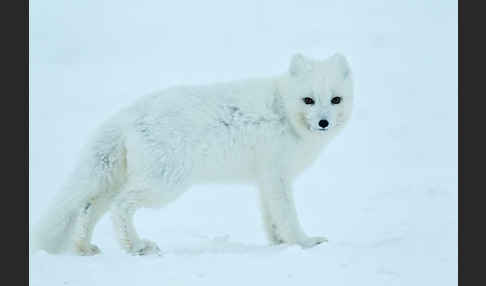 Polarfuchs (Vulpes lagopus)