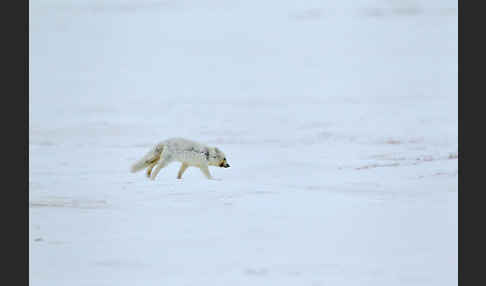 Polarfuchs (Vulpes lagopus)