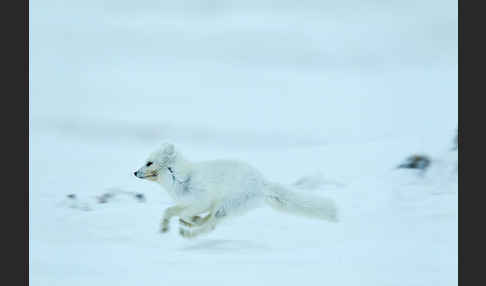 Polarfuchs (Vulpes lagopus)