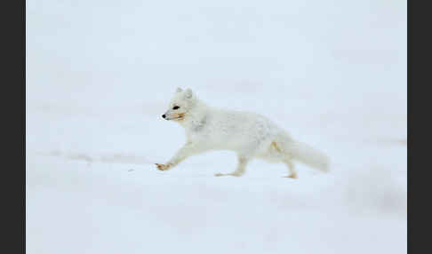 Polarfuchs (Vulpes lagopus)