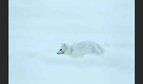 Polarfuchs (Vulpes lagopus)