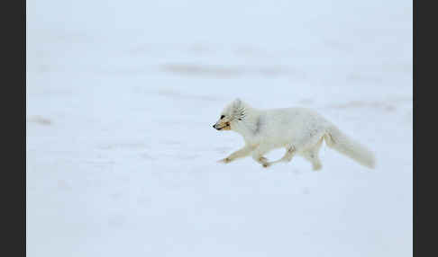 Polarfuchs (Vulpes lagopus)