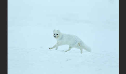 Polarfuchs (Vulpes lagopus)