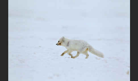 Polarfuchs (Vulpes lagopus)