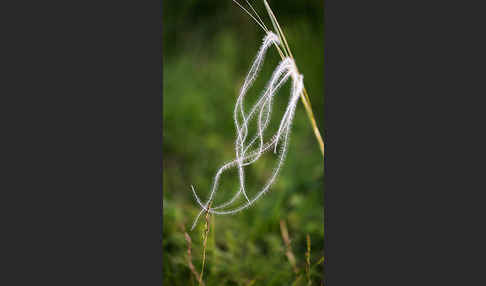 Grauscheidiges Federgras (Stipa pennata)