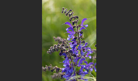 Wiesen-Salbei (Salvia pratensis)