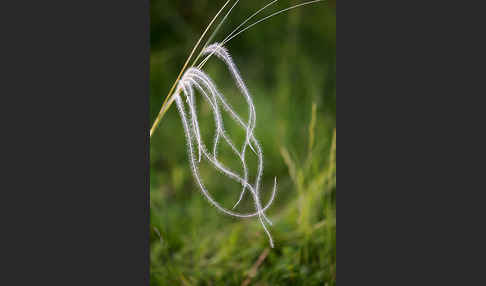 Grauscheidiges Federgras (Stipa pennata)