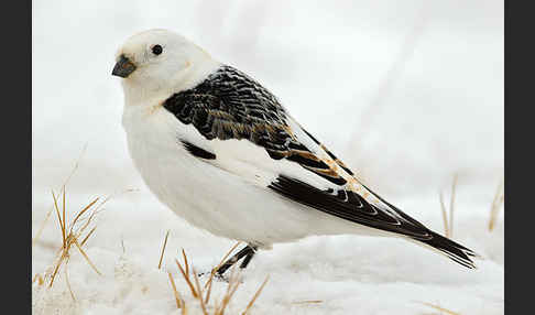 Schneeammer (Plectrophenax nivalis)