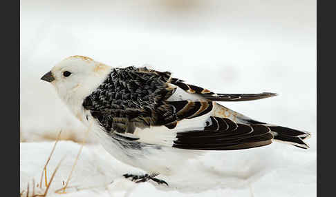 Schneeammer (Plectrophenax nivalis)