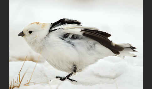 Schneeammer (Plectrophenax nivalis)