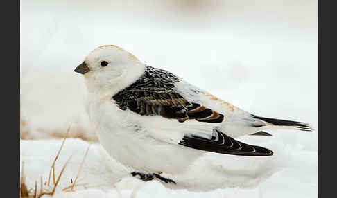 Schneeammer (Plectrophenax nivalis)