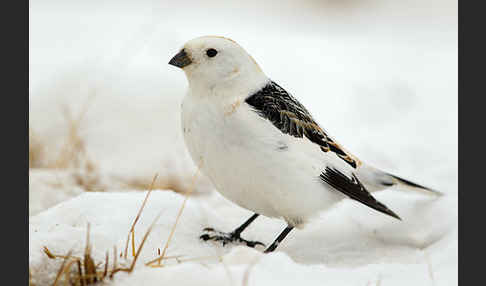 Schneeammer (Plectrophenax nivalis)