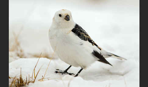 Schneeammer (Plectrophenax nivalis)