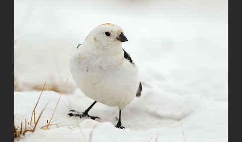 Schneeammer (Plectrophenax nivalis)