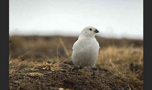 Schneeammer (Plectrophenax nivalis)