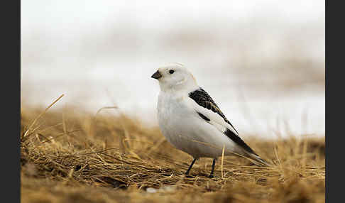 Schneeammer (Plectrophenax nivalis)