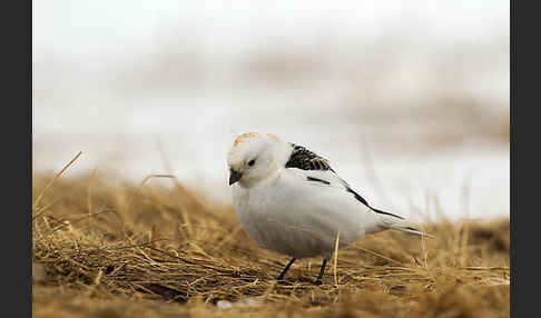 Schneeammer (Plectrophenax nivalis)