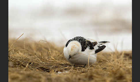 Schneeammer (Plectrophenax nivalis)