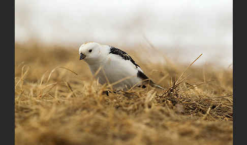 Schneeammer (Plectrophenax nivalis)