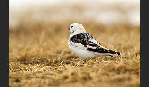 Schneeammer (Plectrophenax nivalis)