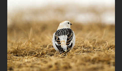 Schneeammer (Plectrophenax nivalis)