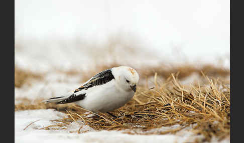 Schneeammer (Plectrophenax nivalis)