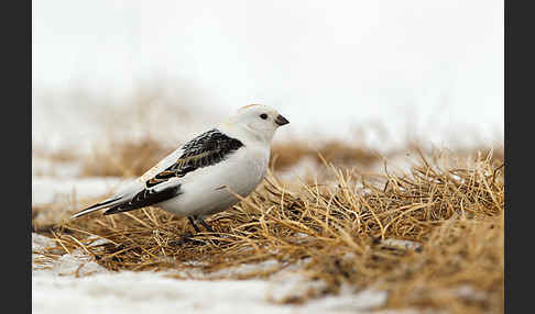 Schneeammer (Plectrophenax nivalis)