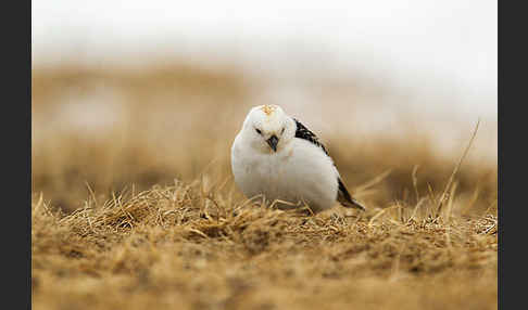 Schneeammer (Plectrophenax nivalis)