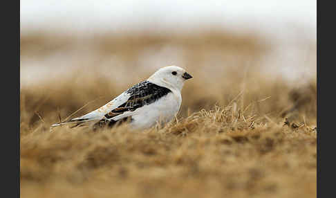 Schneeammer (Plectrophenax nivalis)