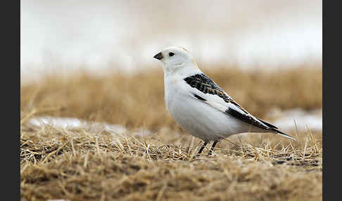 Schneeammer (Plectrophenax nivalis)