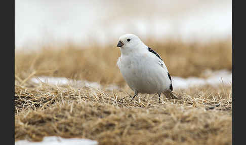 Schneeammer (Plectrophenax nivalis)