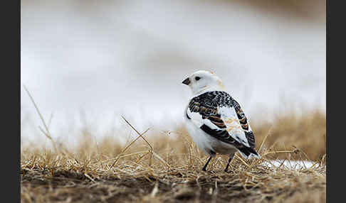 Schneeammer (Plectrophenax nivalis)