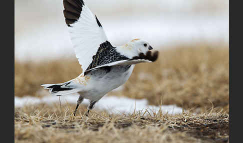 Schneeammer (Plectrophenax nivalis)