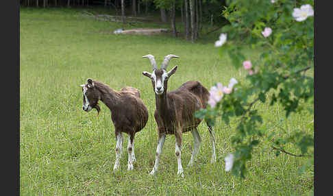 Hausziege (Capra aegagrus hircus)