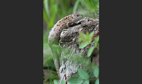 Zauneidechse (Lacerta agilis)