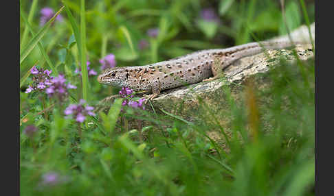 Zauneidechse (Lacerta agilis)