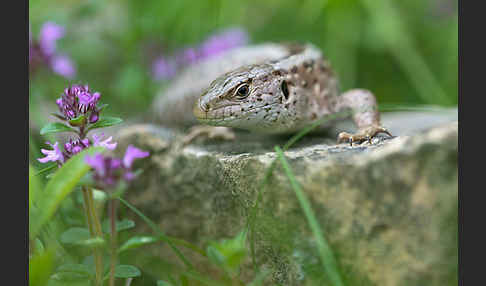 Zauneidechse (Lacerta agilis)